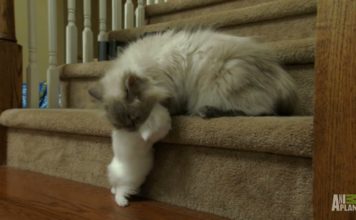 Mamma, il cane ci dà fastidio!