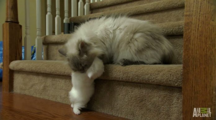 Mamma, il cane ci dà fastidio!