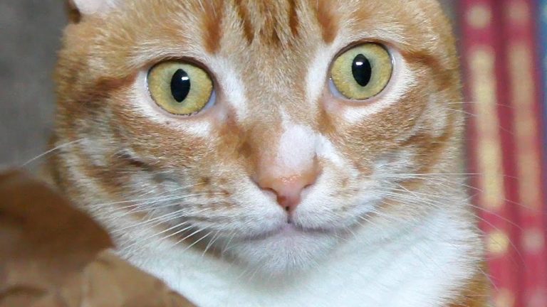 Marmalade e il nuovo gioco