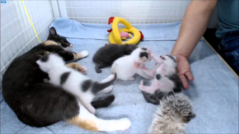 Looney Tunes Kittens – l’inserimento di Honey