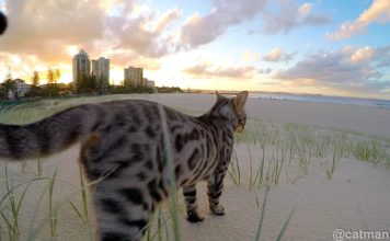 Boomer in spiaggia in slow motion