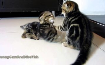 Kittens Fight Club