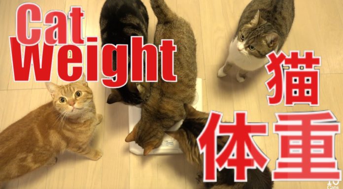 Come pesare il gatto