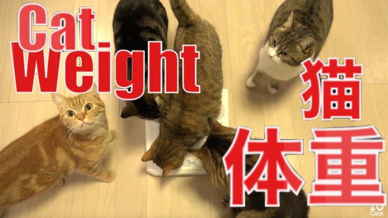 Come pesare il gatto