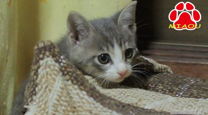 Salvataggio di gattino randagio