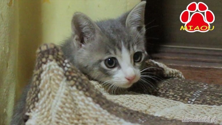 Salvataggio di gattino randagio