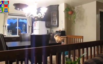 Gatti divertenti, stupidi, carini. Insomma… gatti