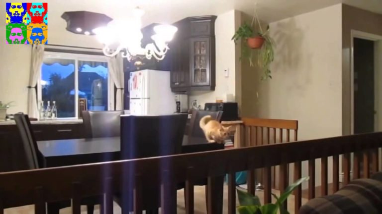 Gatti divertenti, stupidi, carini. Insomma… gatti
