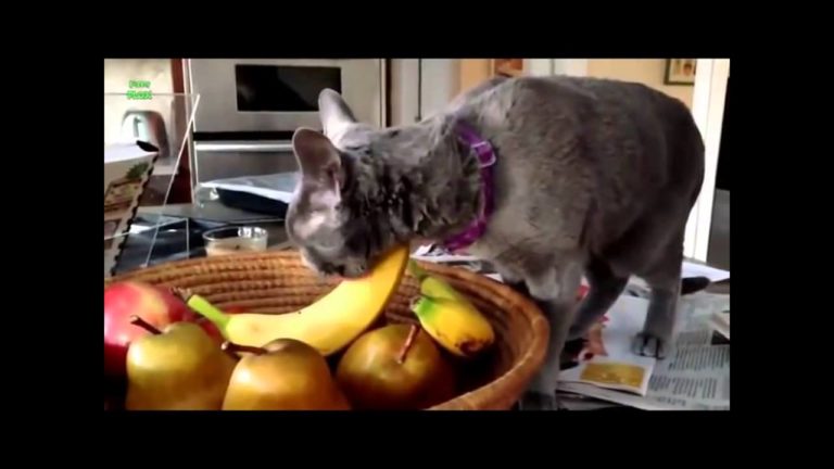 Gatti vs banane