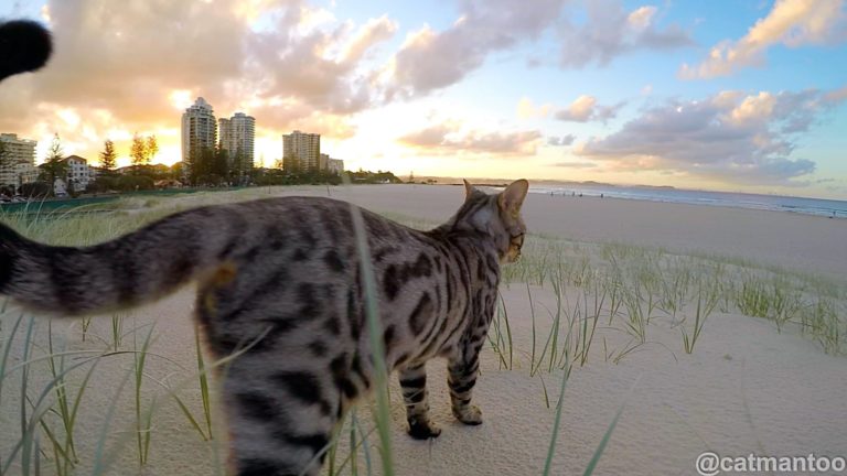 Gatto in spiaggia in slow motion