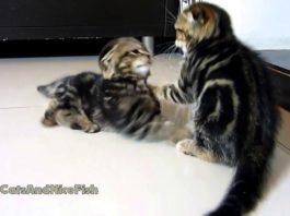 Kittens Fight Club