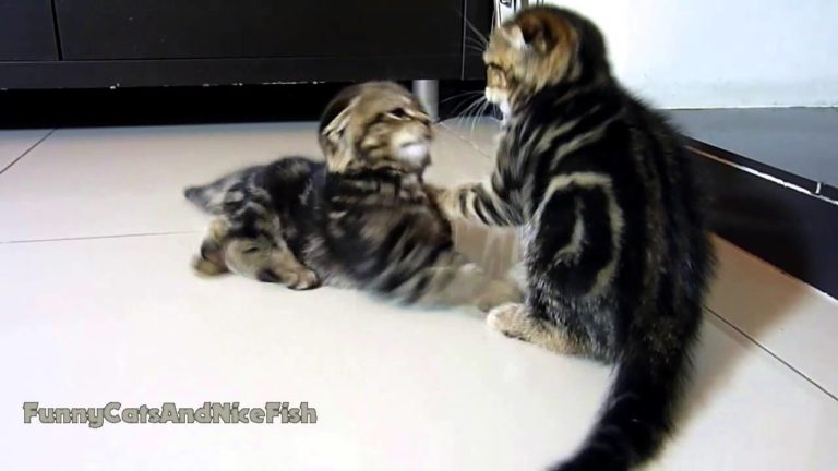 Kittens Fight Club