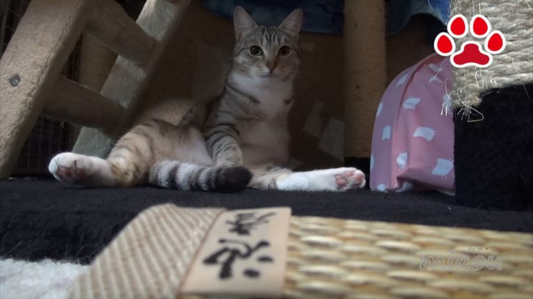 Chipie si rilassa