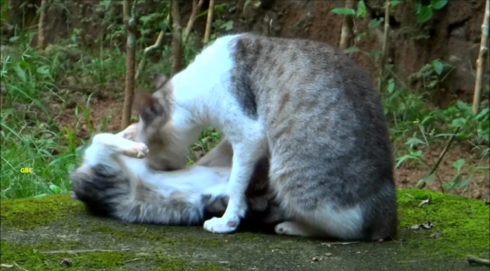 Mamma gatta lava il suo piccolo