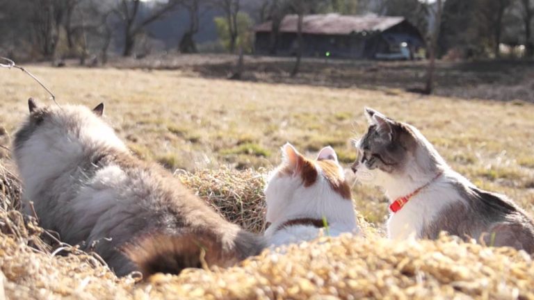 Gatti all’aperto