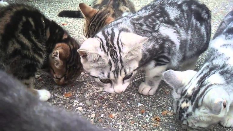 Cats in Paris