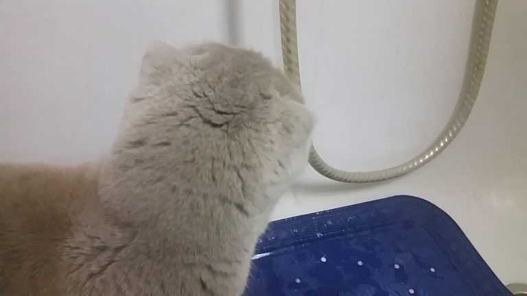 Gatto nella vasca