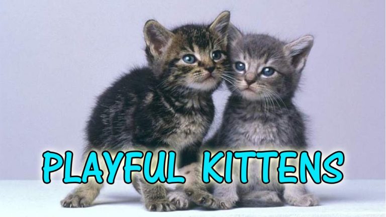 Playful kittens