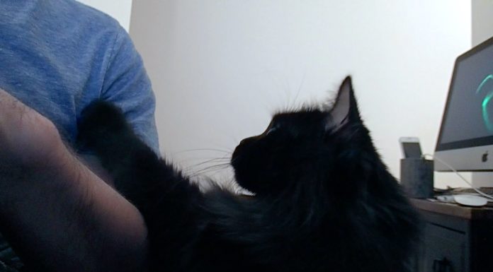 Shorty richiede attenzione