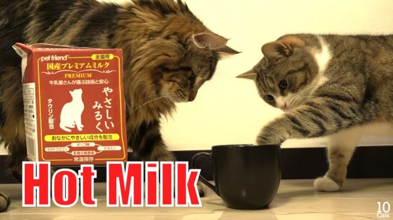 10 gatti bevono il latte