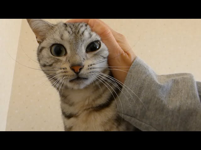 Gatto equilibrista