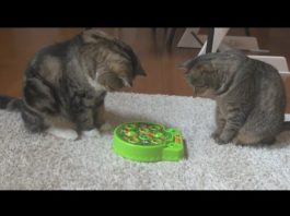 Il gioco delle talpe per Maru e Hana