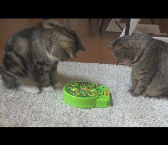 Il gioco delle talpe per Maru e Hana
