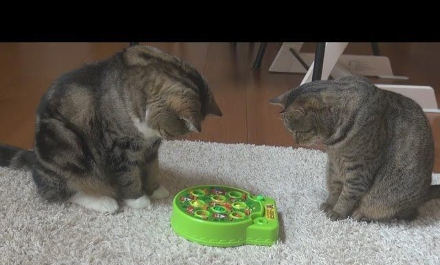 Il gioco delle talpe per Maru e Hana