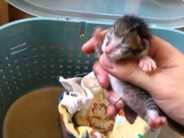 Cute kitten