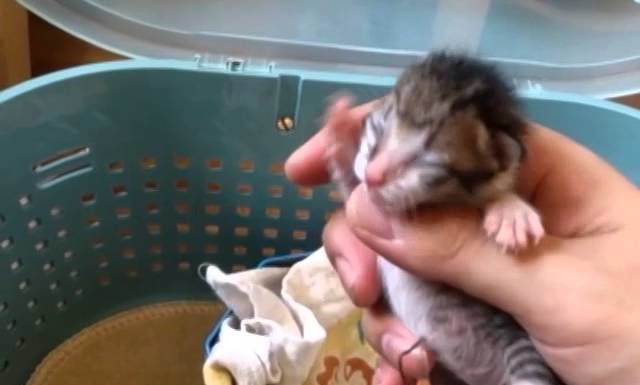 Cute kitten