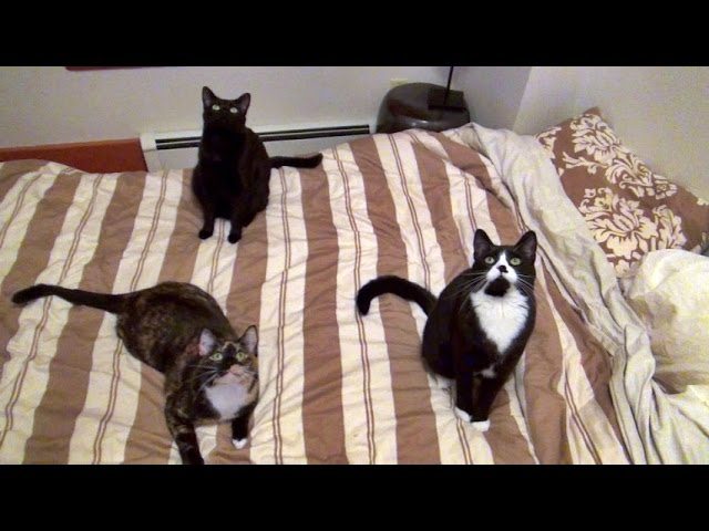 Monkey, Thunder, Cupcake, Roodi & Kami