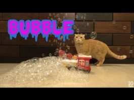 10 gatti e tante bolle di sapone