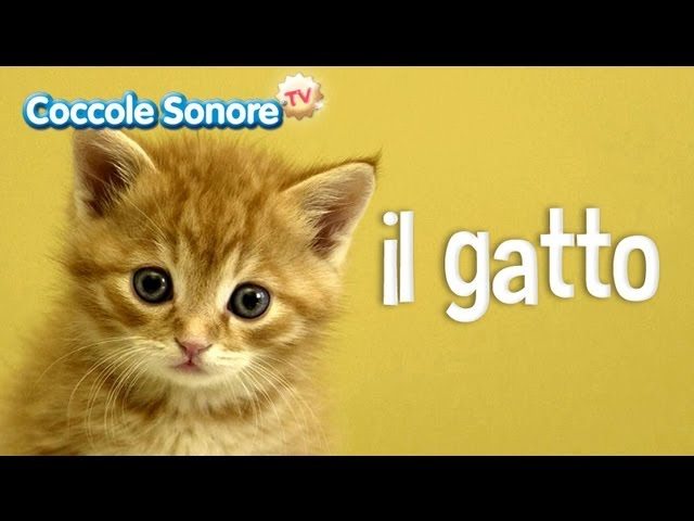 Il Gatto – Documentari per bambini di Coccole Sonore