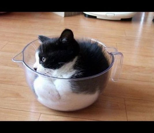 Gatti in piccoli spazi