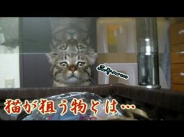 Cosa c’è nel cestino?