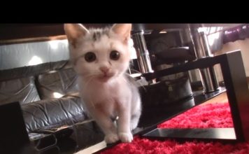 Nekokichi l’esploratore