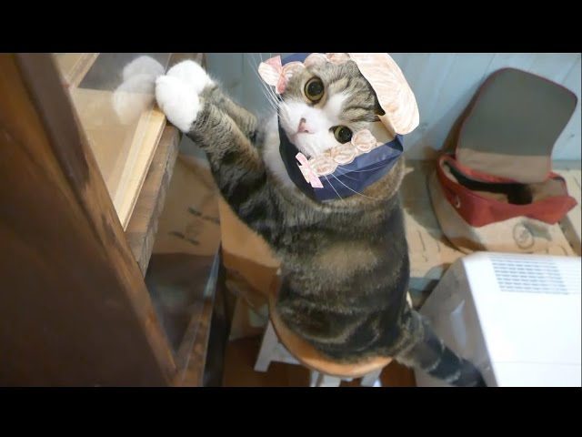 Pigtailed Maru