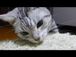 Ame ha trovato una lucertola