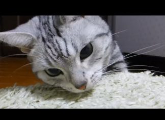 Ame ha trovato una lucertola