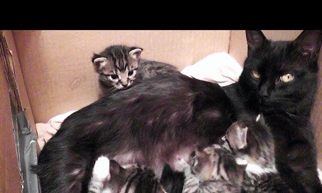 Mamma gatta parla ai suoi gattini