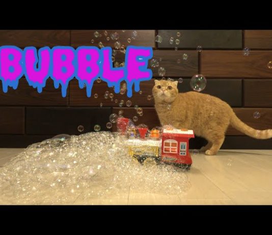 10 gatti e tante bolle di sapone