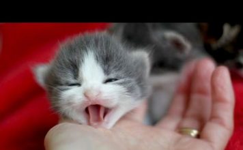 Gattini chiacchieroni