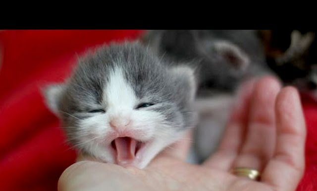 Gattini chiacchieroni