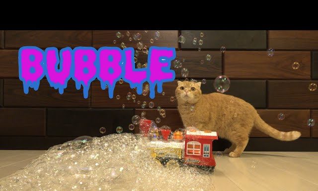 10 gatti e tante bolle di sapone