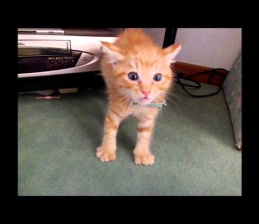 Gattini incontrano per la prima volta un “gattone”