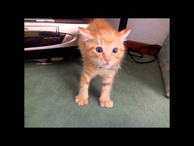 Gattini incontrano per la prima volta un “gattone”