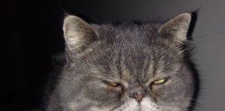 Luc the cat