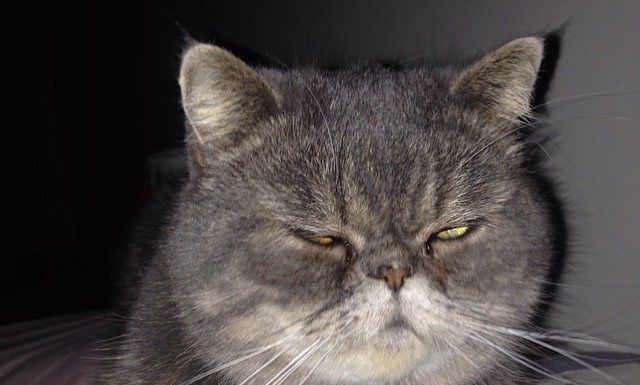 Luc the cat