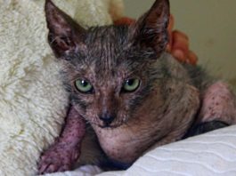 Gatto lupo
