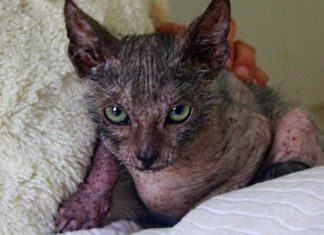 Gatto lupo